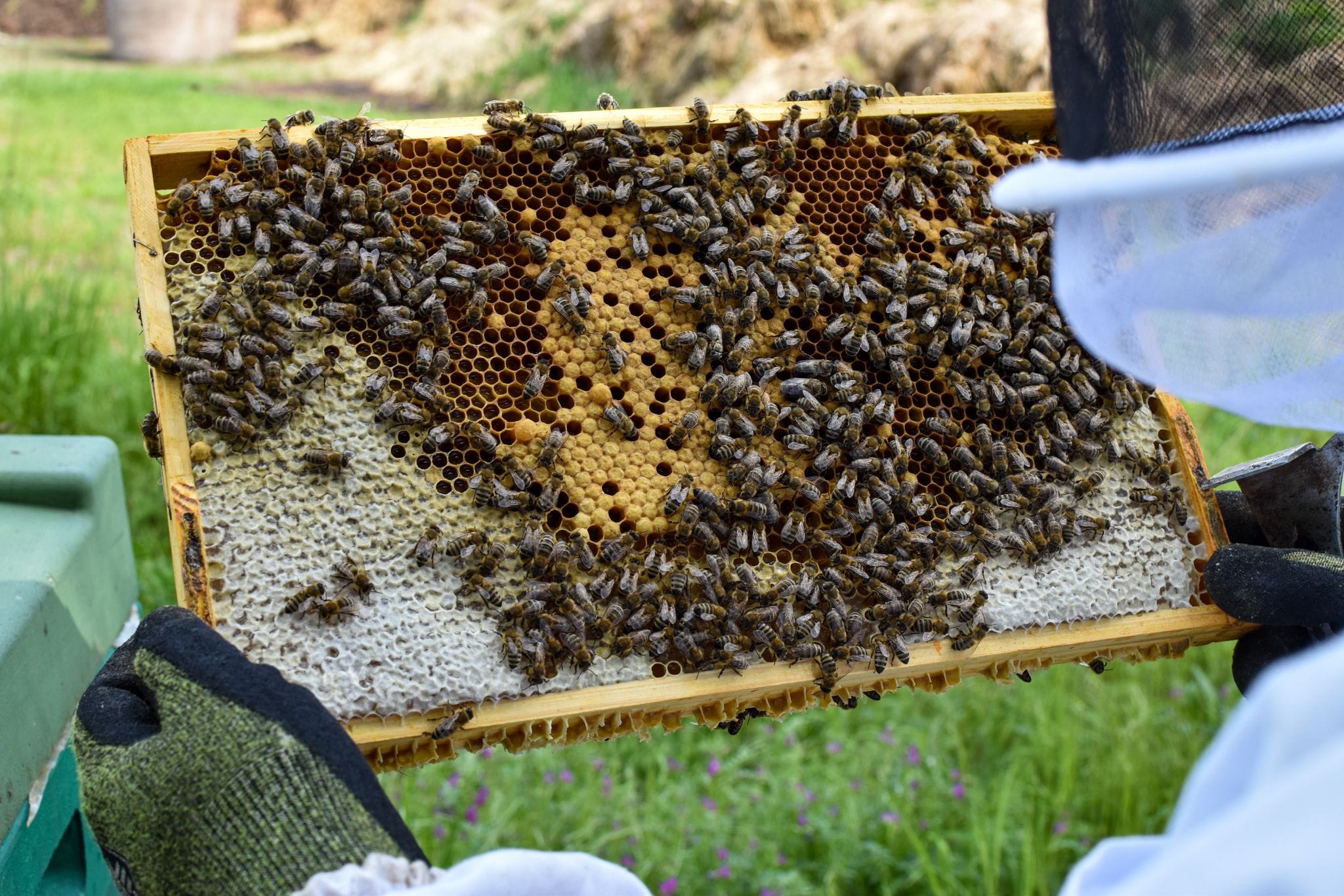 Imker in Imkerkleidung hält eine Wabe mit Bienen in der Hand. Die Wabe zeigt goldenen Honig, leere Zellen, Brut und Arbeiterbienen.