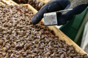 Ein Imker inspiziert eine Wabe mit vielen Bienen und benutzt einen Stockmeissel zur Durchsicht.