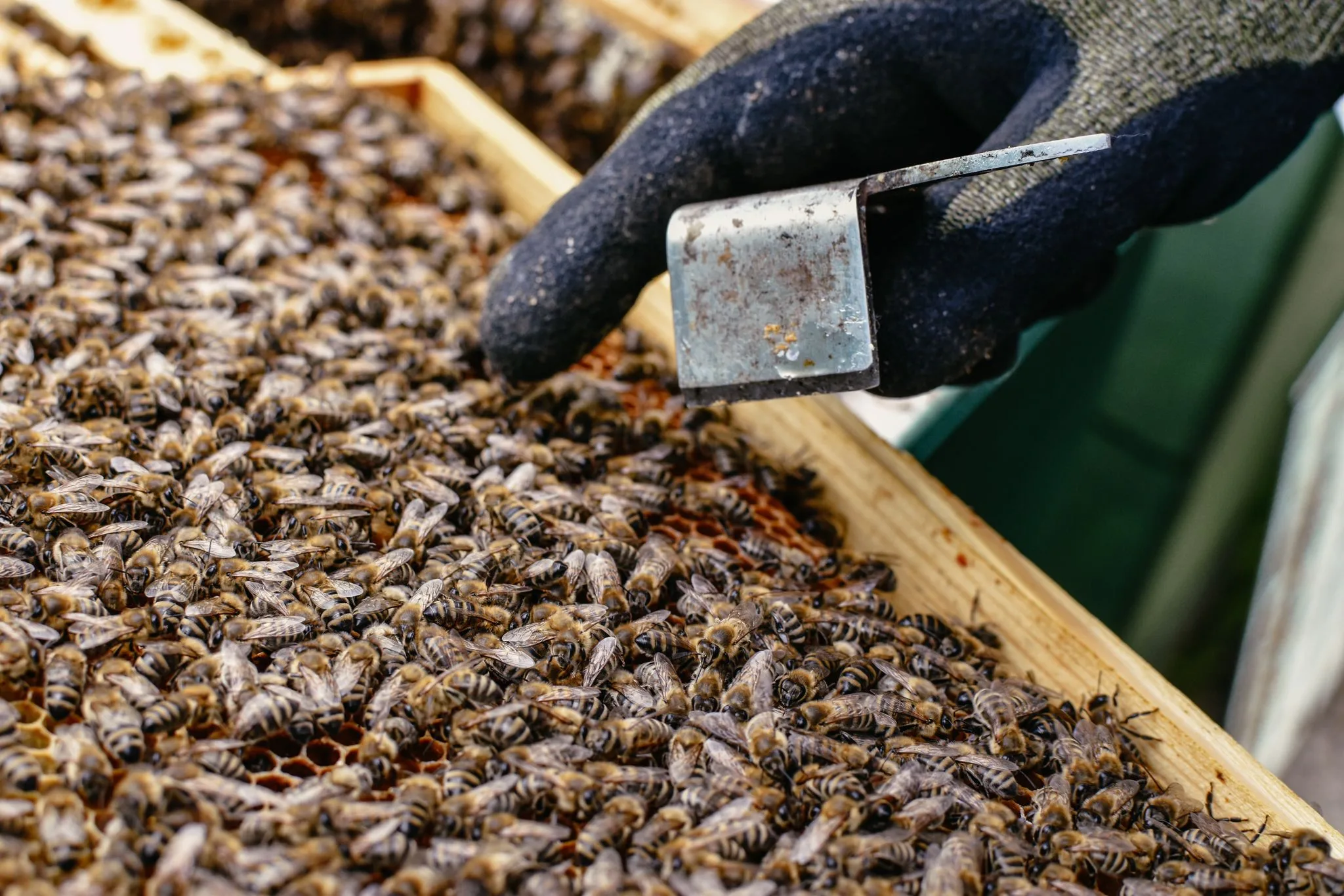 Ein Imker inspiziert eine Wabe mit vielen Bienen und benutzt einen Stockmeissel zur Durchsicht.
