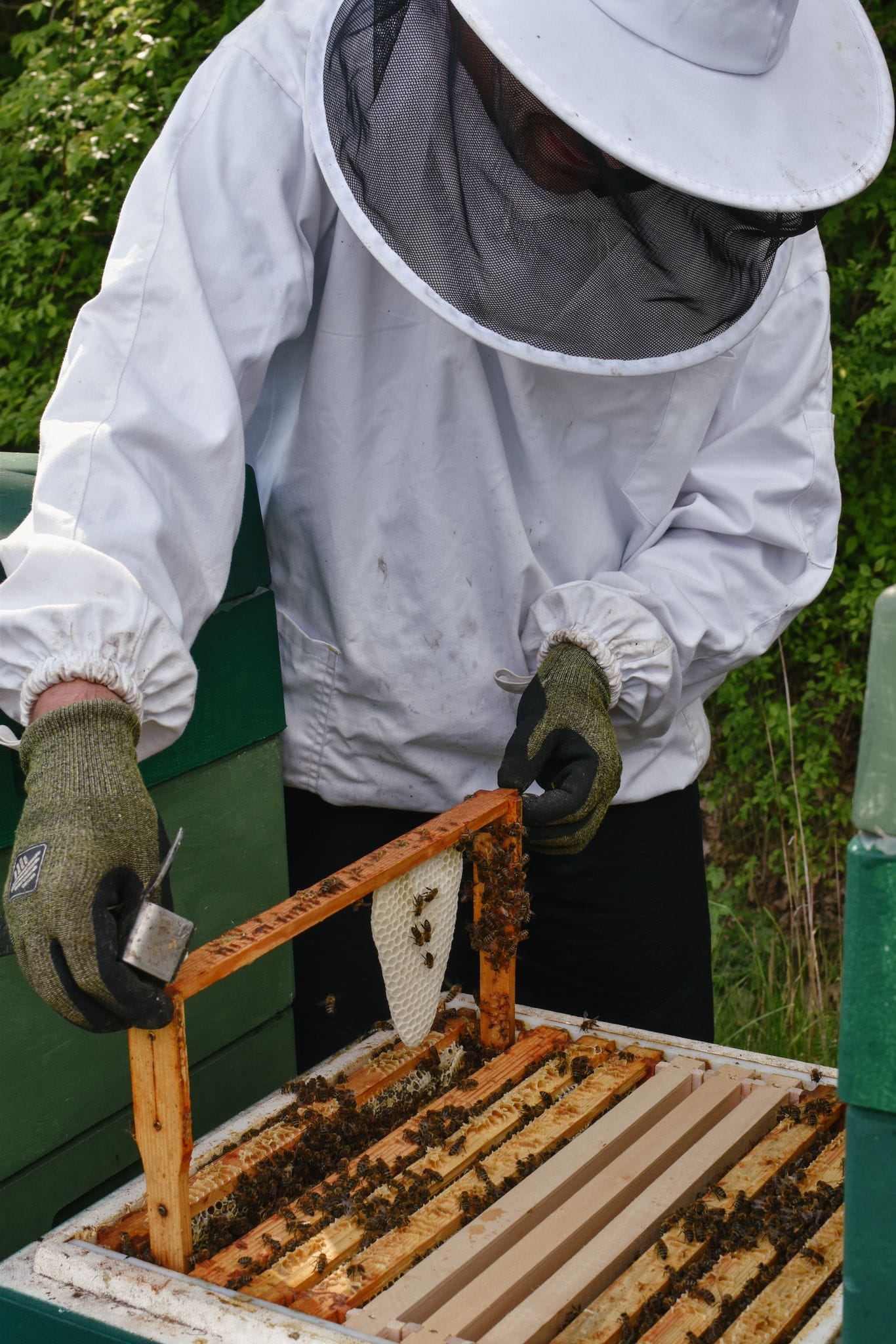 Imker untersucht einen Drohnenrahmen mit Naturwabenbau.