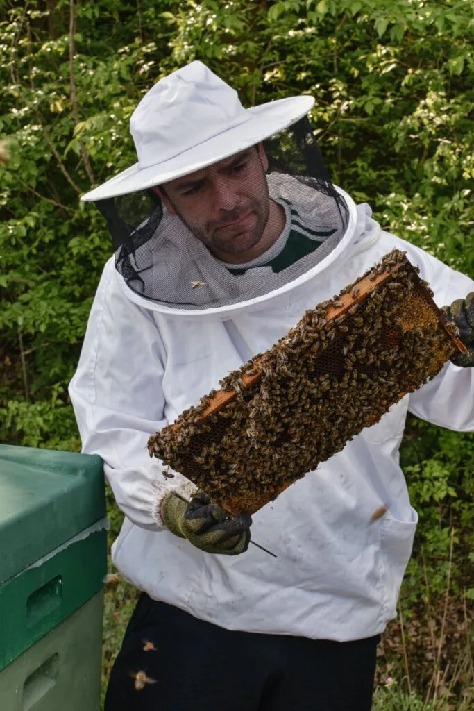 Imker bei der Durchsicht vom Bienenvolk